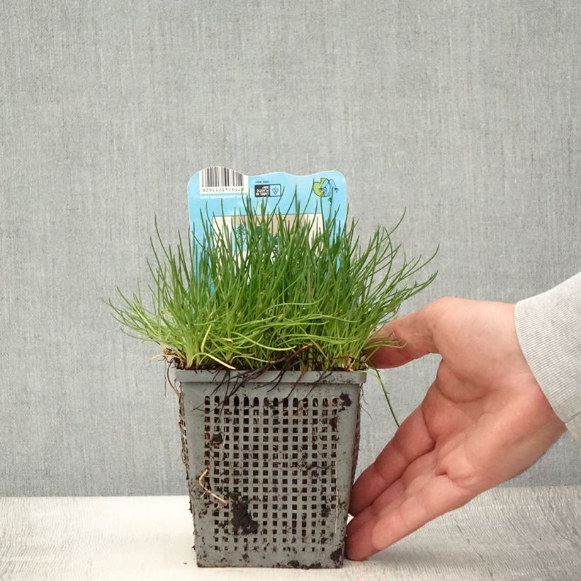 Ejemplar de Litorella uniflora - Littorelle à une fleur - Pot de 1L/1,5L entregado en verano