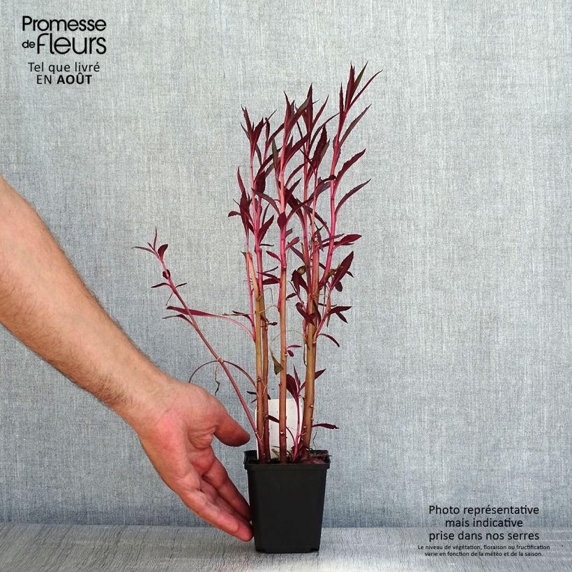 Ejemplar de Lobelia cardinalis - Lobélie cardinale - Godet de 8/9 cm entregado en verano