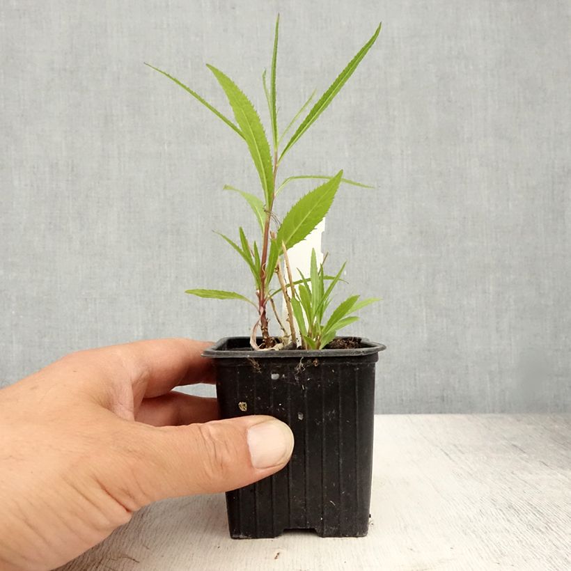 Ejemplar de Lobelia laxiflora Godet de 8/9 cm entregado en verano