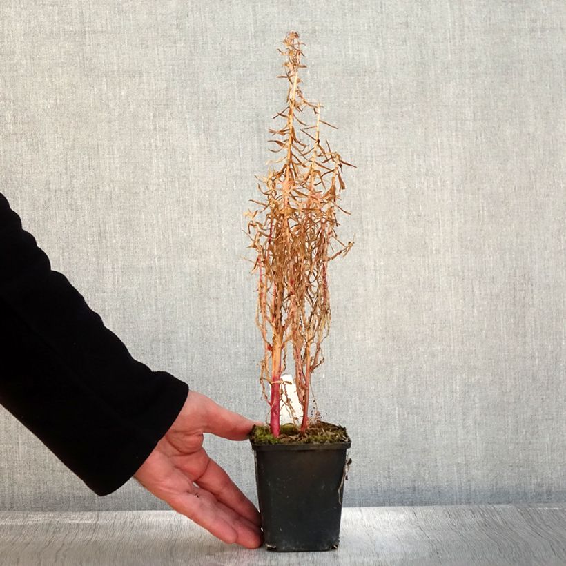 Ejemplar de Lobelia sessilifolia Maceta de 8/9 cm entregado en otoño