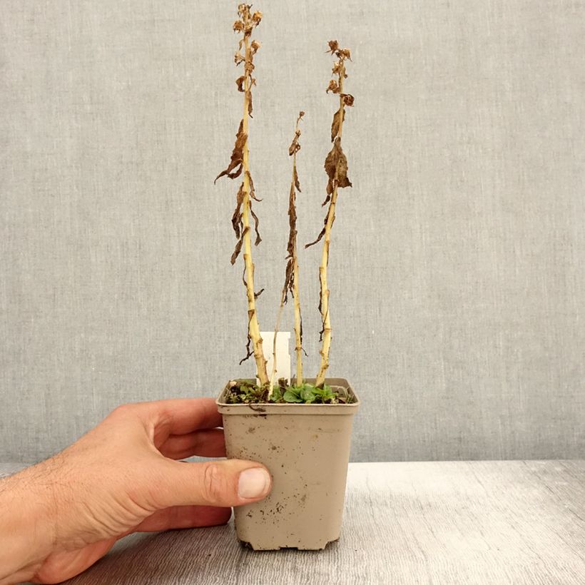 Ejemplar de Lobelia siphilitica Alba Maceta de 8/9 cm entregado en otoño