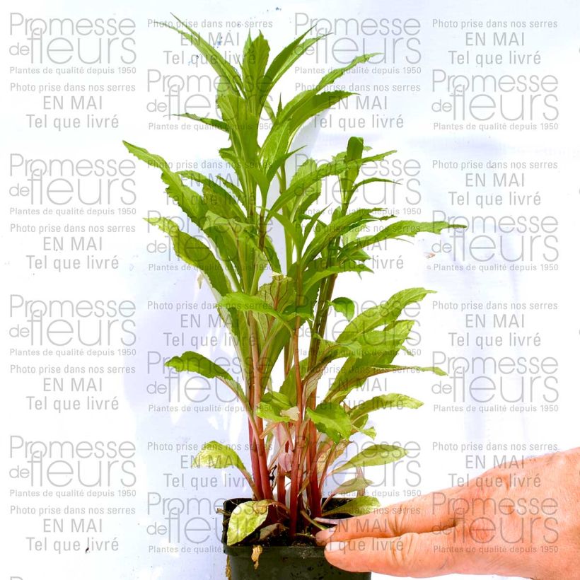 Ejemplo de ejemplar de Lobelia speciosa Fan burgundy Maceta de 8/9 cm tal y como se entrega