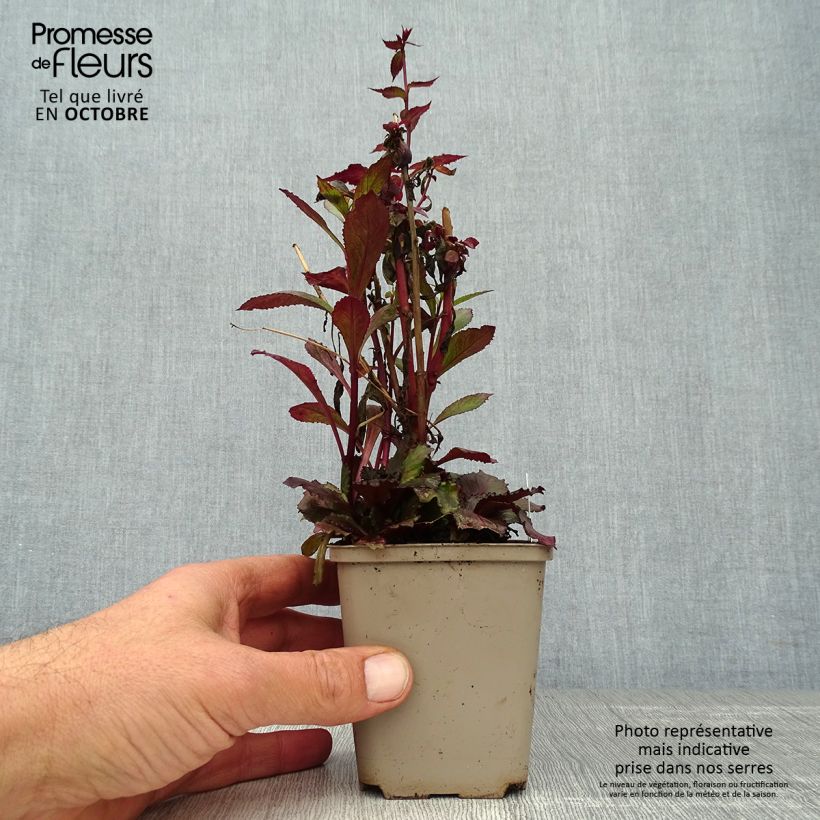 Ejemplar de Lobelia speciosa Starship Scarlet Maceta de 8/9 cm entregado en otoño