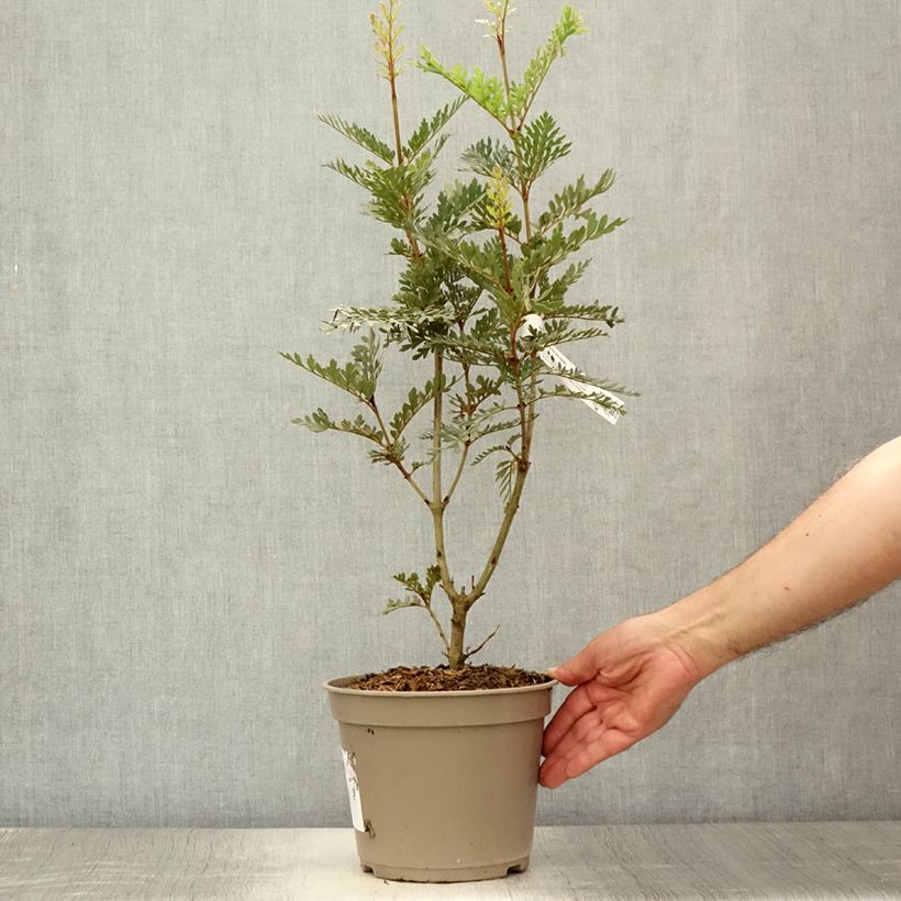 Ejemplar de Lomatia ferruginea - Lomatie ferrugineuse Pot de 3L/4L entregado en verano