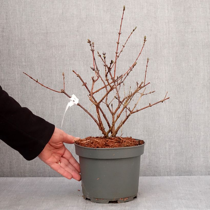 Arándano de Siberia Zojka Maceta 3L/4L, Formación arbustiva Ejemplar entregado en invierno