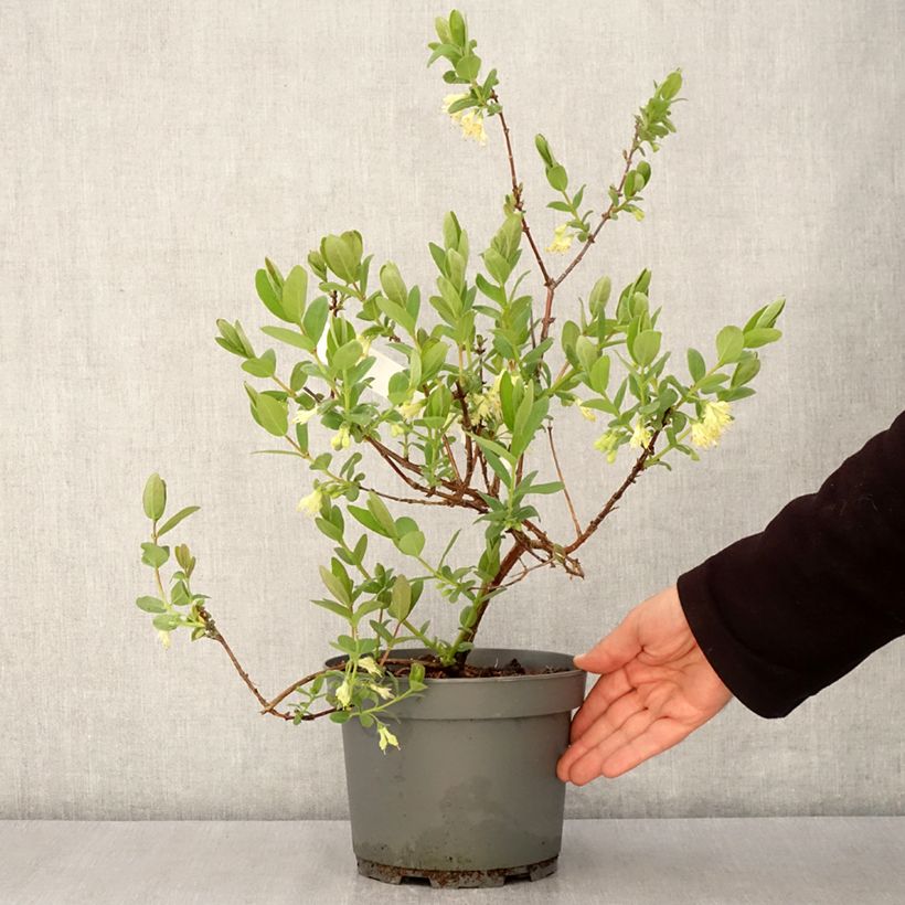 Arándano de Siberia Zojka Maceta 3L/4L, Formación arbustiva Ejemplar entregado en la primavera