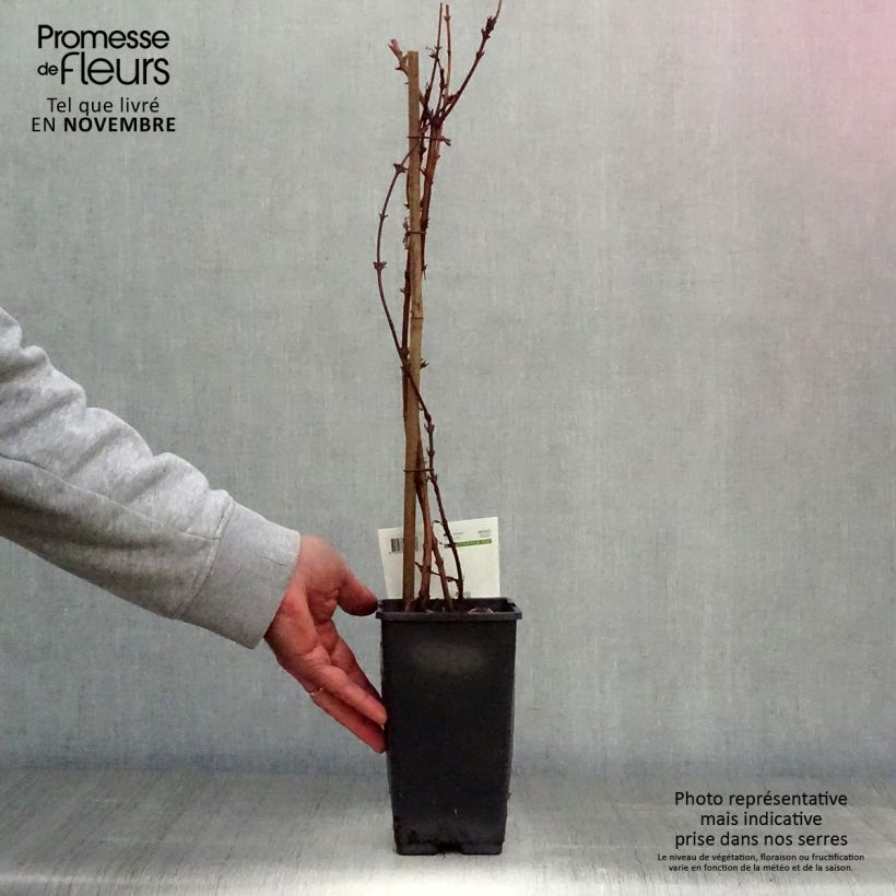 Ejemplar de Arándano de Siberia Maceta 1,5L/2L entregado en otoño