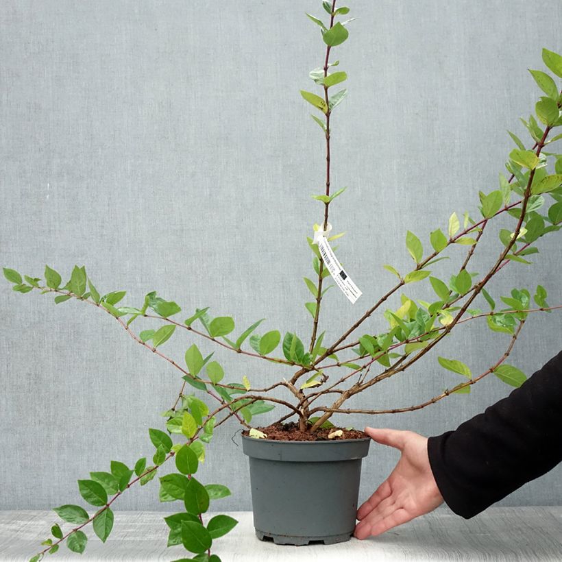 Ejemplar de Lonicera fragrantissima - Madreselva de invierno Maceta 2L/3L entregado en otoño