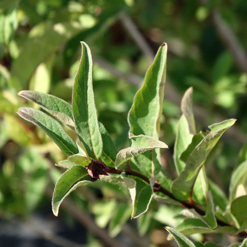 Lonicera involucrata var. ledebourii - Madreselva (Follaje)