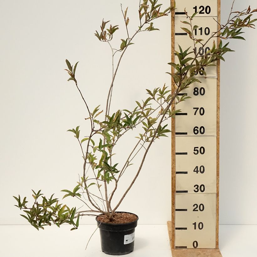 Ejemplar de Lonicera involucrata var. ledebourii - Madreselva Maceta 4L/5L entregado en verano