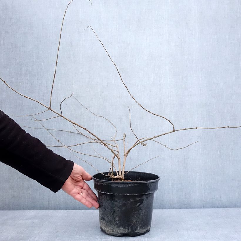 Lonicera maackii - Madreselva de Amur Maceta 4L/5L Ejemplar entregado en invierno