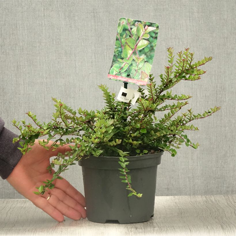 Ejemplar de Madreselva de hoja - Lonicera nitida Garden Clouds Copper Glow Maceta 2L/3LAltura de entrega aprox. 20cm entregado en verano