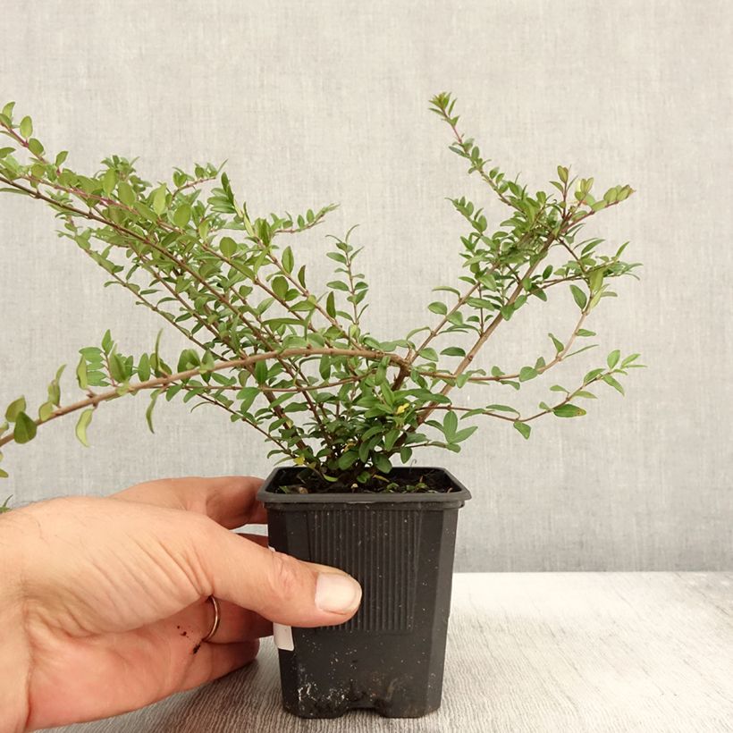Ejemplar de Madreselva de hoja - Lonicera nitida Hohenheimer Findling Maceta de 8/9 cm entregado en otoño
