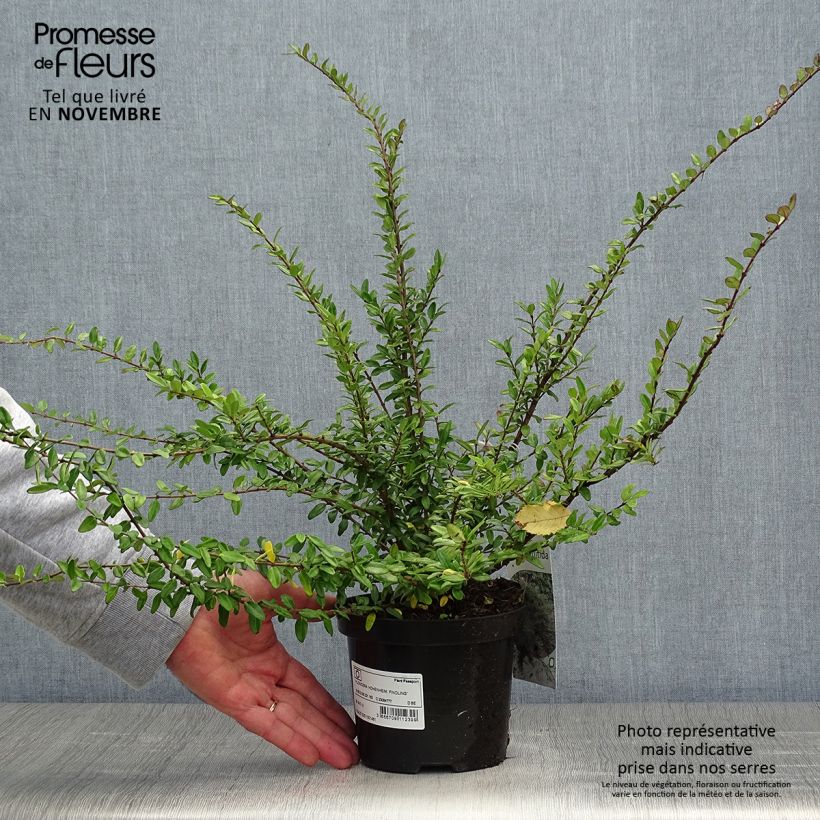 Ejemplar de Madreselva de hoja - Lonicera nitida Hohenheimer Findling Maceta 1L/1,5L entregado en otoño