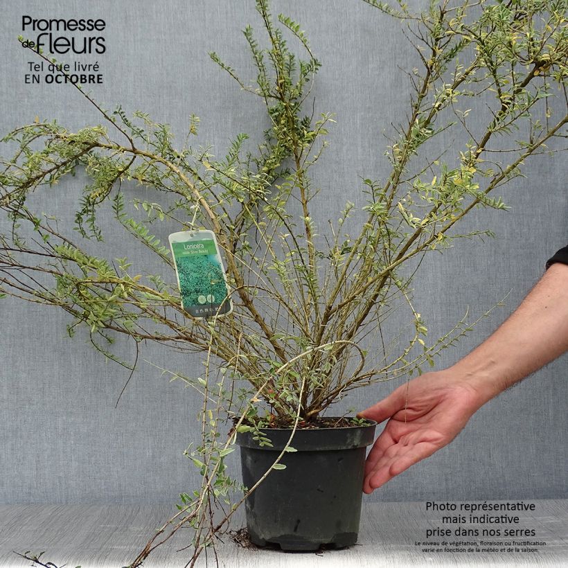 Ejemplar de Madreselva de hoja - Lonicera nitida Silver Beauty Maceta 2L/3L entregado en otoño