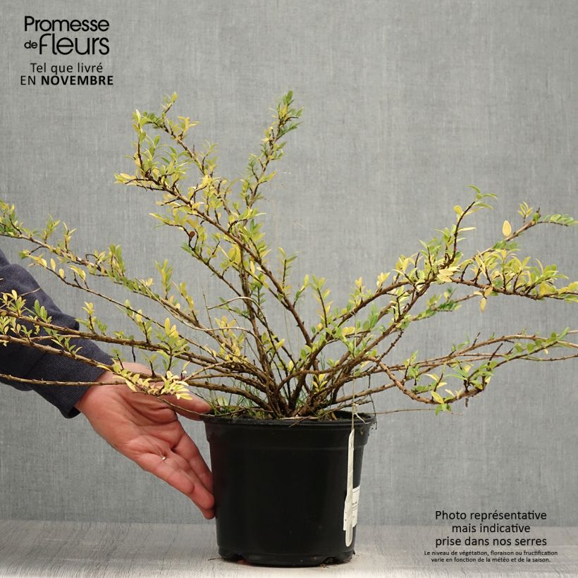 Ejemplar de Lonicera pileata Maceta 2L/3L entregado en otoño