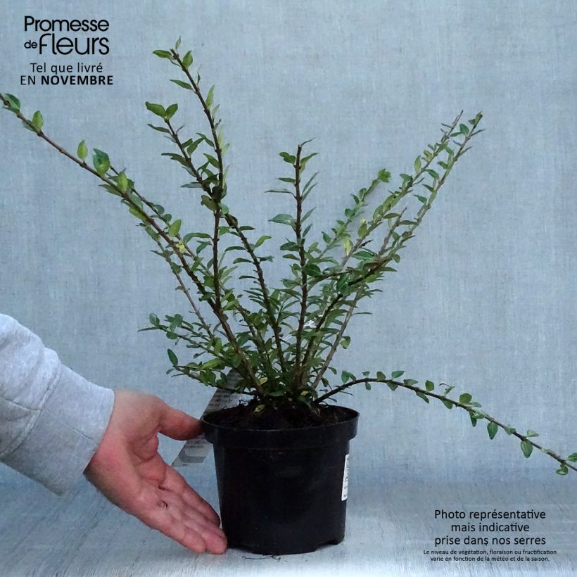 Ejemplar de Lonicera pileata Mossgreen Maceta 1L/1,5L entregado en otoño