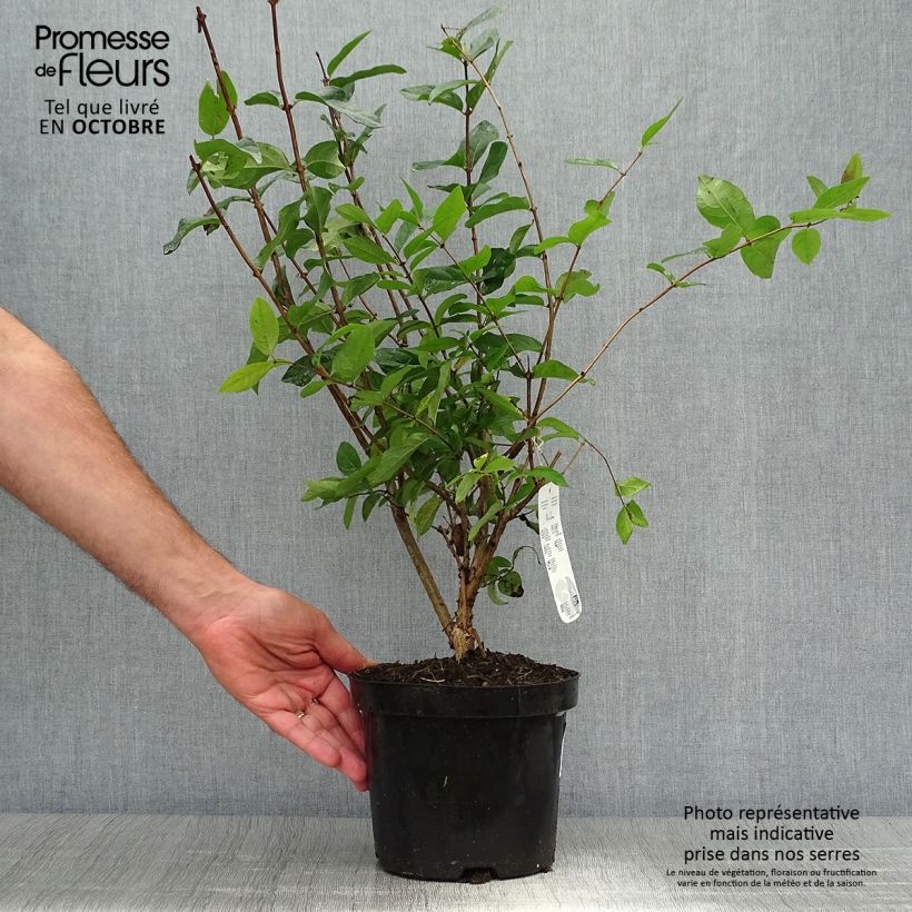 Ejemplar de Lonicera tatarica - Madreselva tatarian Maceta 2L/3L entregado en otoño