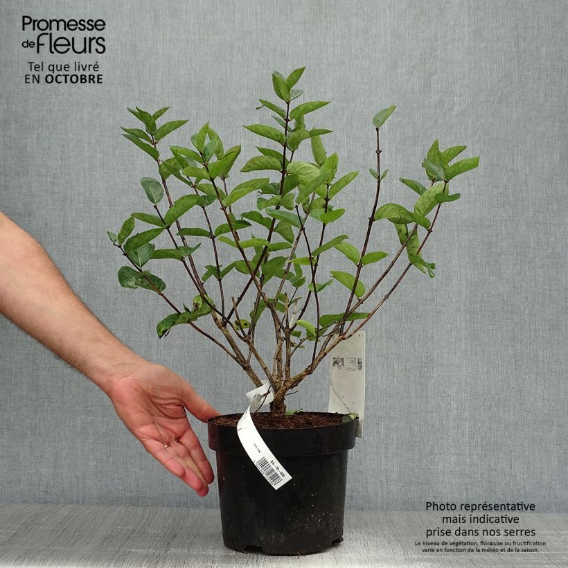 Ejemplar de Lonicera tatarica Hack's Red - Madreselva tatarian Maceta 3L/4L entregado en otoño