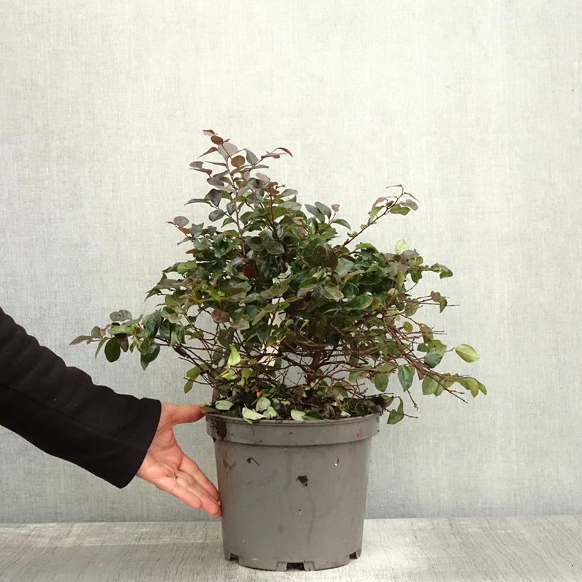 Ejemplar de Loropetalum chinense Ever Red Maceta 7,5L/10L entregado en otoño