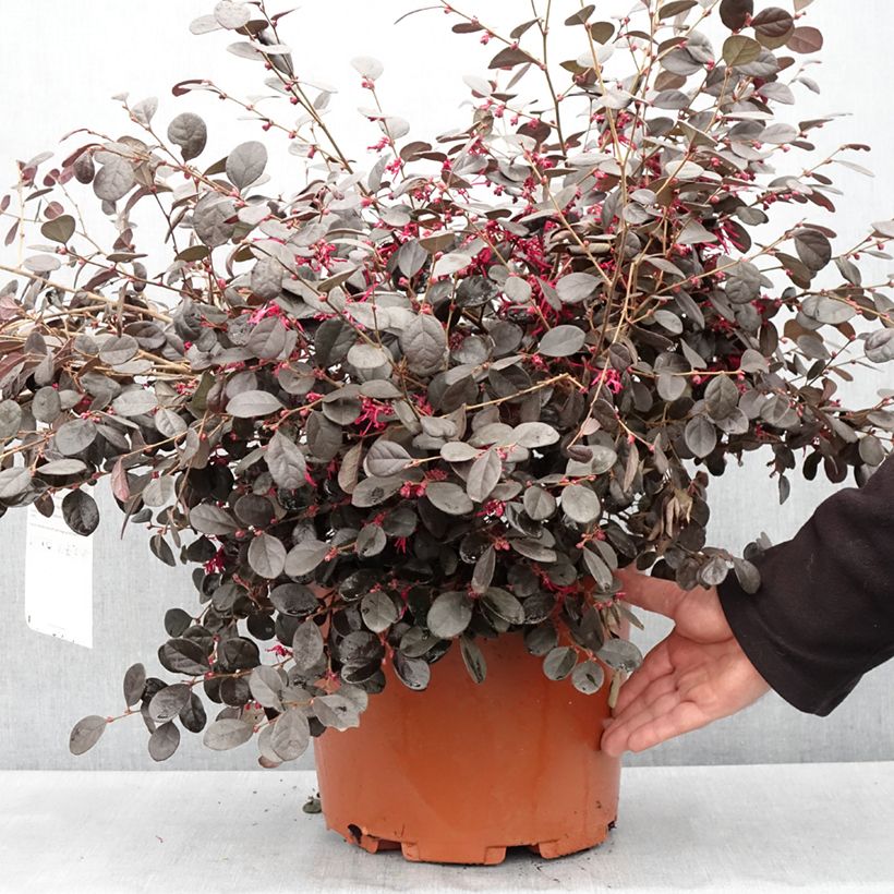 Loropetalum chinense Ever Red - pot de 7.5L/10L Ejemplar entregado en la primavera