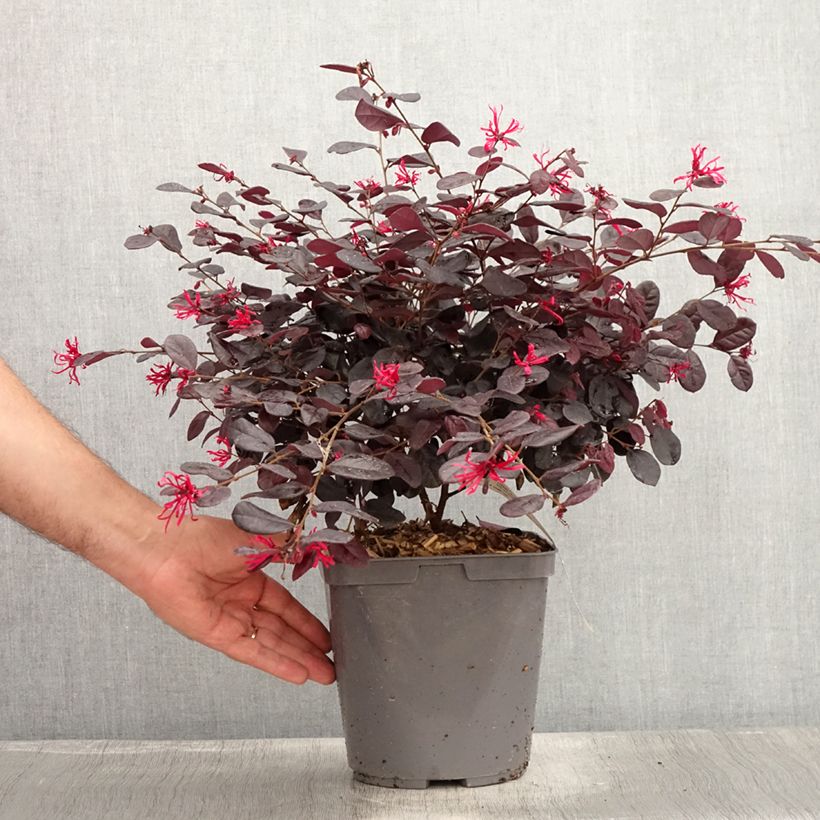 Ejemplar de Loropetalum chinense Maceta 2L/3L entregado en verano