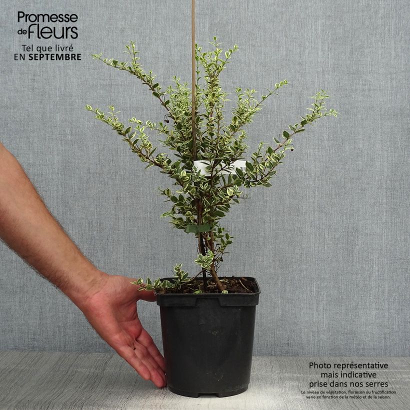 Ejemplar de Luma apiculata Glanleam Gold - Arrayán Maceta 3L/4L entregado en otoño