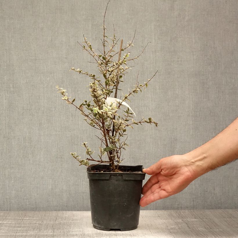 Ejemplar de Luma apiculata Glanleam Gold - Arrayán Maceta 3L/4L entregado en verano