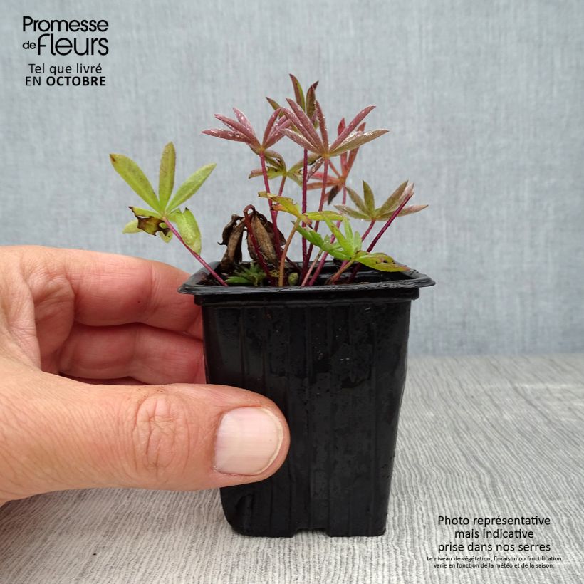 Ejemplar de Altramuz The Châtelaine Maceta de 7/8 cm entregado en otoño