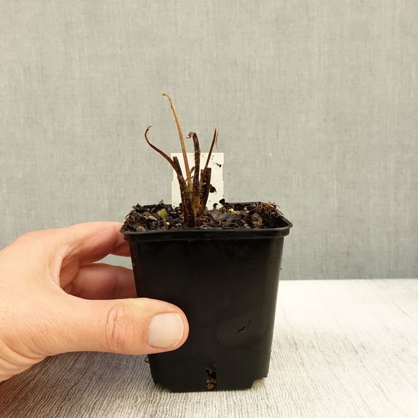 Ejemplar de Altramuz Les Pages Maceta de 8/9 cm entregado en otoño