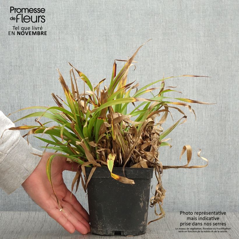 Ejemplar de Luzula sylvatica - Lúzula del bosque Maceta 2L/3L entregado en otoño