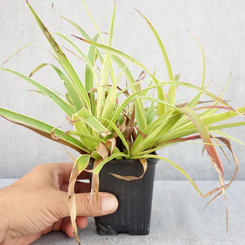 Ejemplar de Luzula sylvatica Marginata - Lúzula del bosque Maceta de 8/9 cm entregado en verano