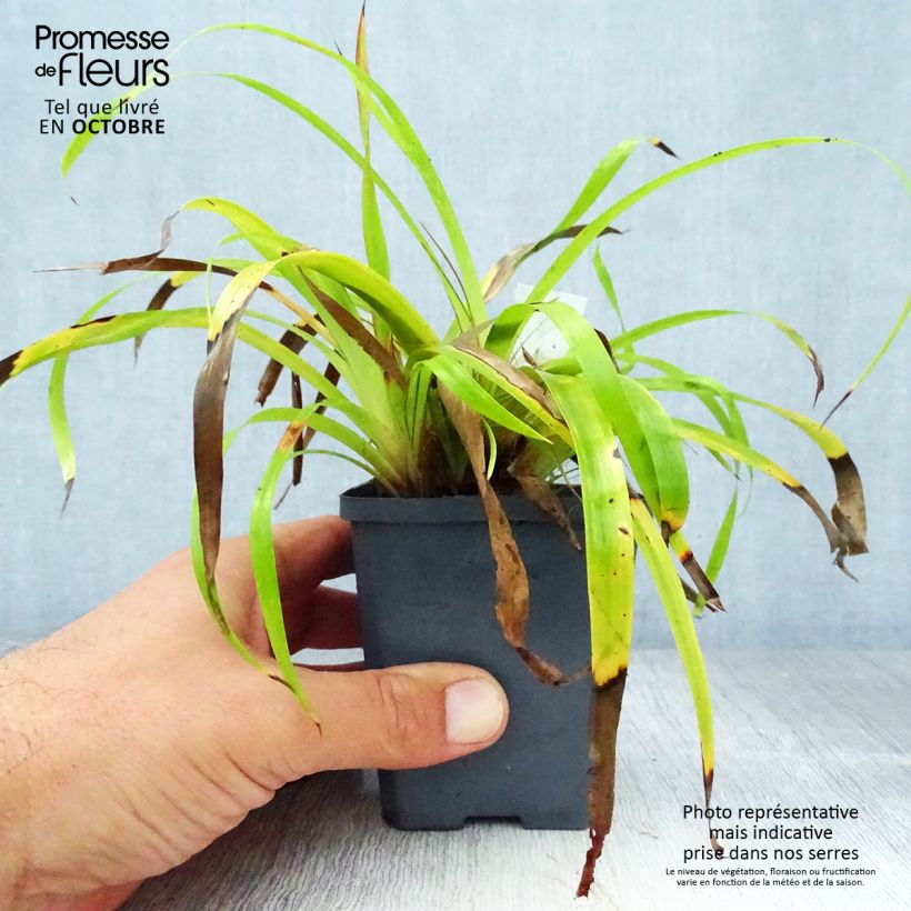 Ejemplar de Luzula sylvatica Solar Flare - Lúzula del bosque Maceta de 8/9 cm entregado en otoño