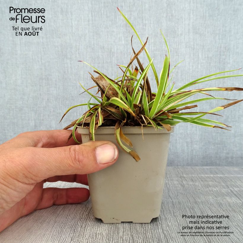 Ejemplar de Luzula sylvatica Surprise - Lúzula del bosque Maceta de 8/9 cm entregado en verano