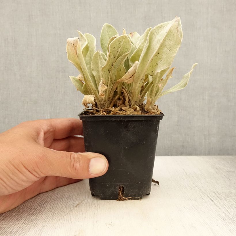 Ejemplar de Lychnis coronaria Atrosanguinea - Clavel lanudo Maceta de 8/9 cm entregado en verano