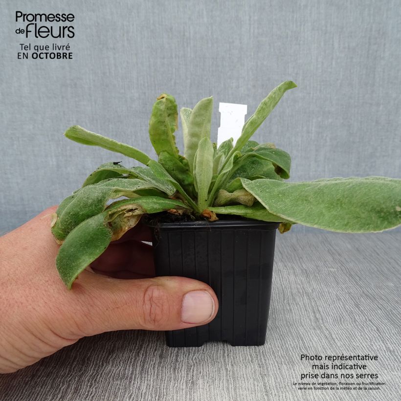 Ejemplar de Lychnis coronaria - Clavel lanudo Maceta de 8/9 cm entregado en otoño