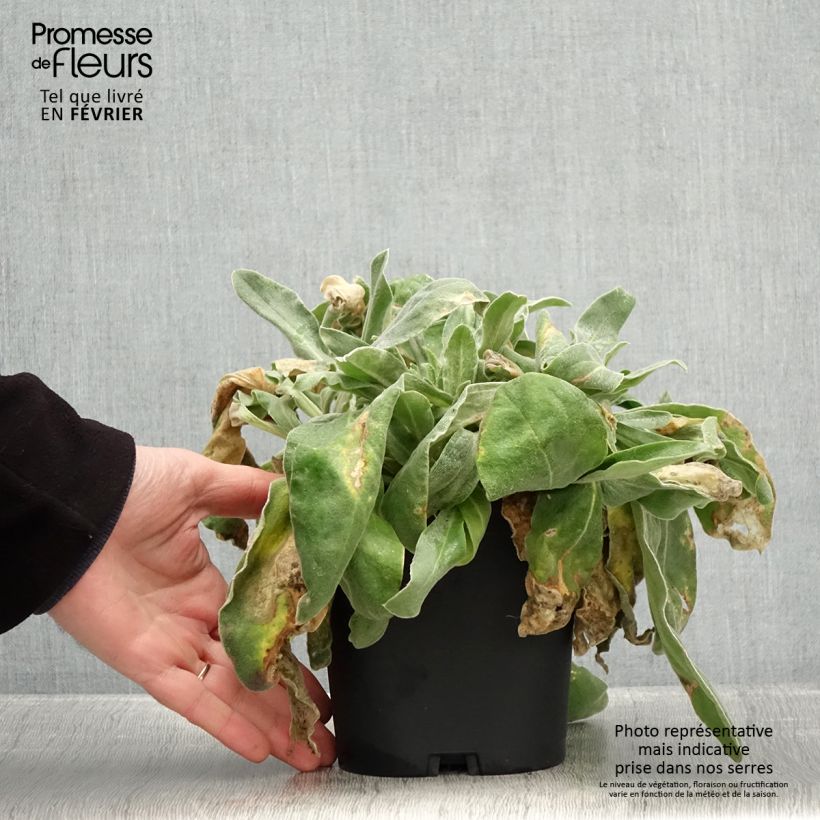 Lychnis coronaria - Clavel lanudo Maceta 2L/3L Ejemplar entregado en invierno