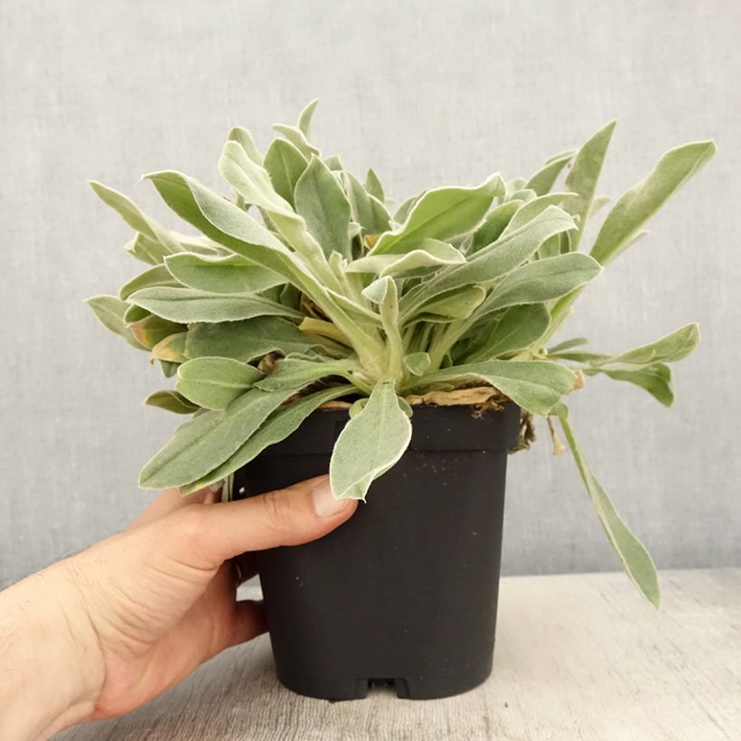 Lychnis coronaria - Clavel lanudo Maceta 2L/3L Ejemplar entregado en la primavera