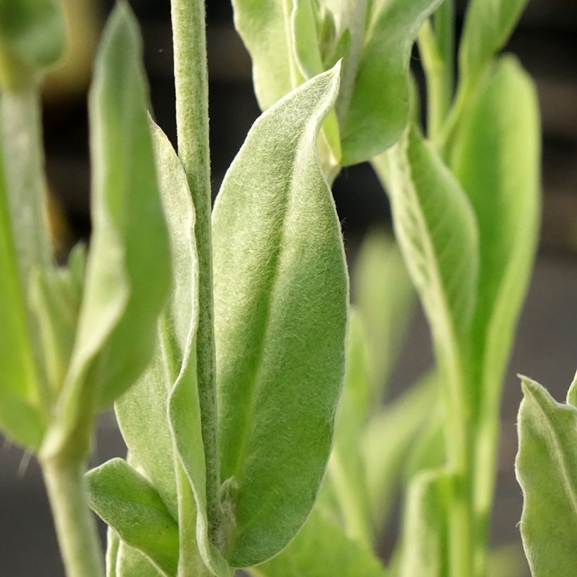 Lychnis coronaria Gardener s World - Clavel lanudo (Follaje)
