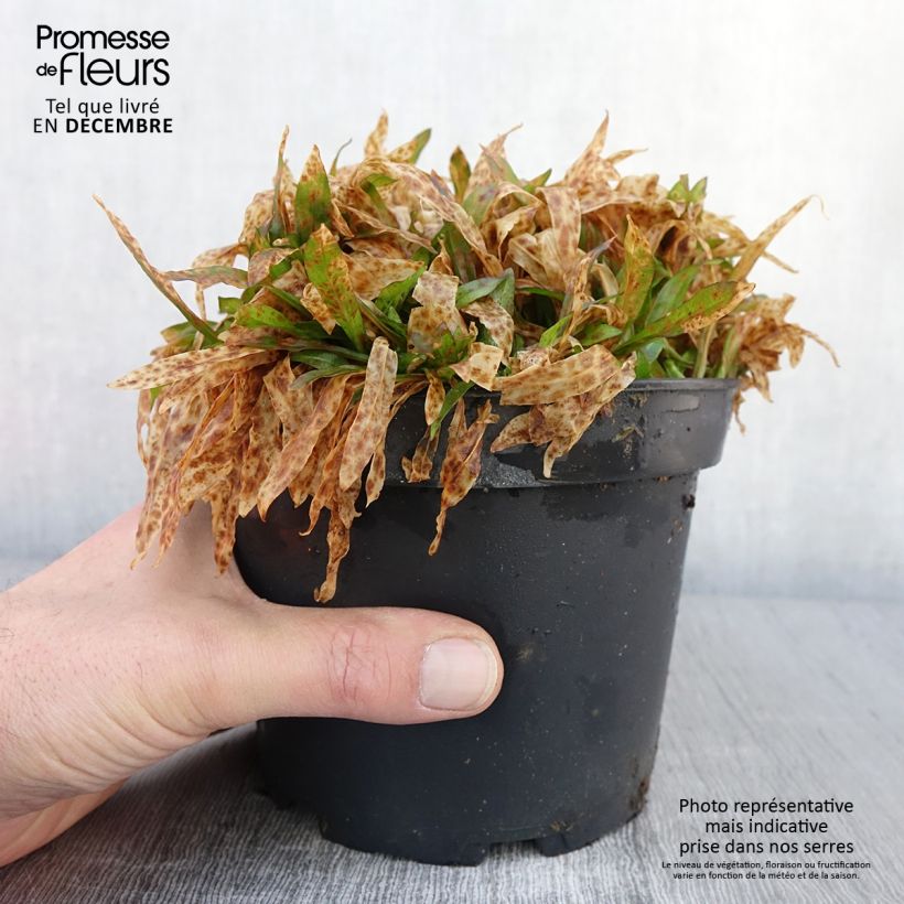 Ejemplar de Lychnis flos-cuculi Jenny - Flor de cuclillo Maceta 2L/3L entregado en otoño