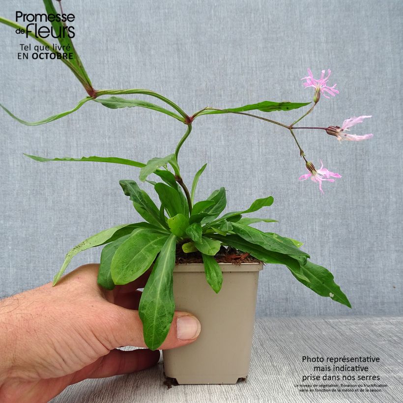 Ejemplar de Lychnis flos-cuculi - Flor de cuclillo Maceta de 8/9 cm entregado en otoño
