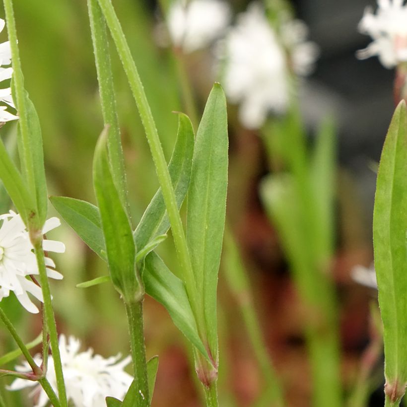 Lychnis flos-cuculi Petit Henri - Flor de cuclillo (Follaje)