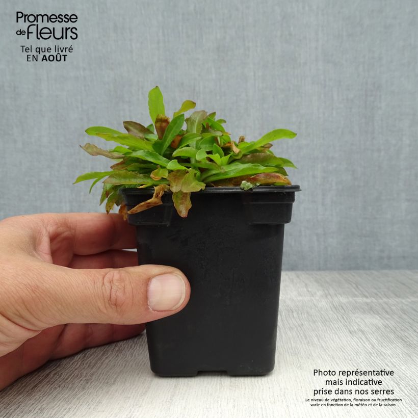Ejemplar de Lychnis flos-cuculi White Robin - Flor de cuclillo Maceta de 7/8 cm entregado en verano