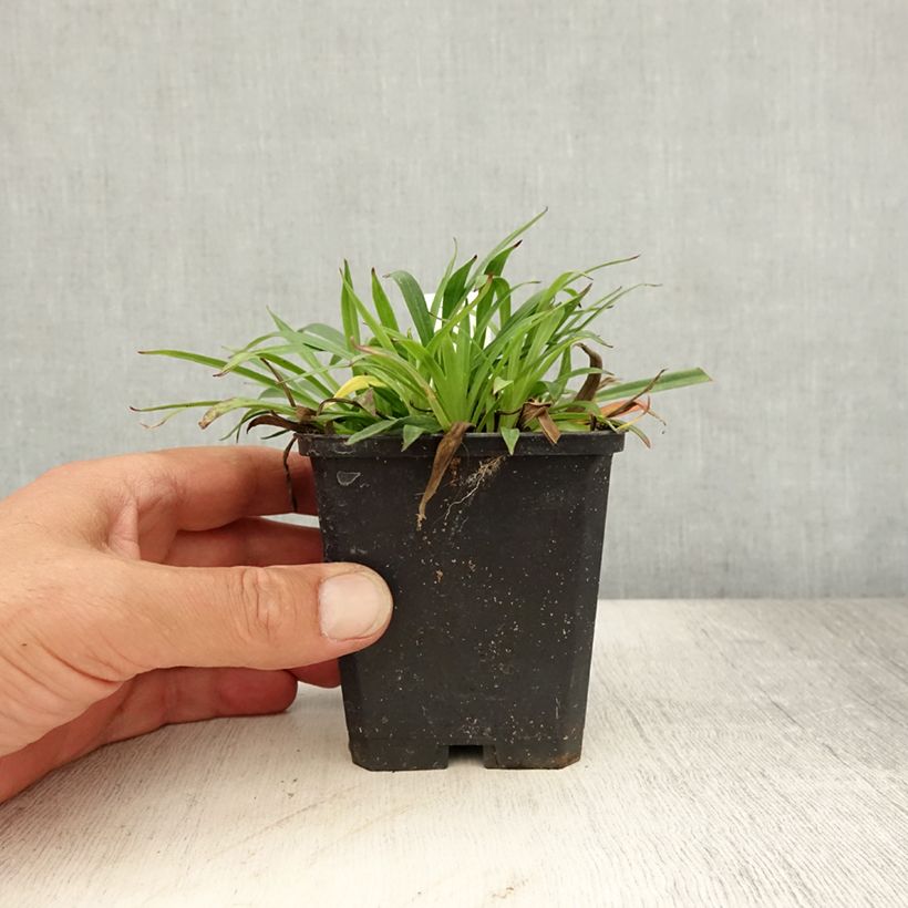 Ejemplar de Lychnis viscaria Splendens - Attrape-mouches Godet de 9cm entregado en verano