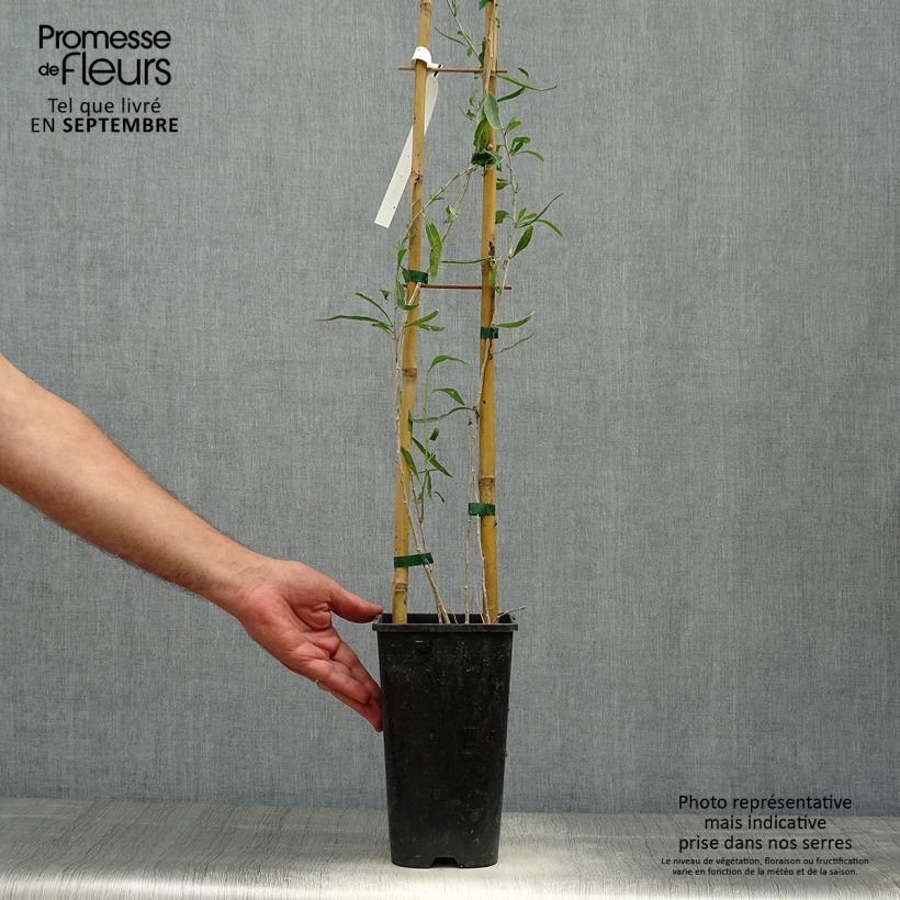 Ejemplar de Goji - Lycium chinense Maceta 2L/3L entregado en otoño