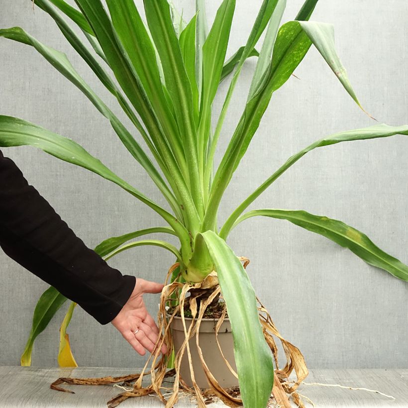 Ejemplar de Beschorneria albiflora - Falso maguey pequeño Maceta 3L/4L entregado en otoño