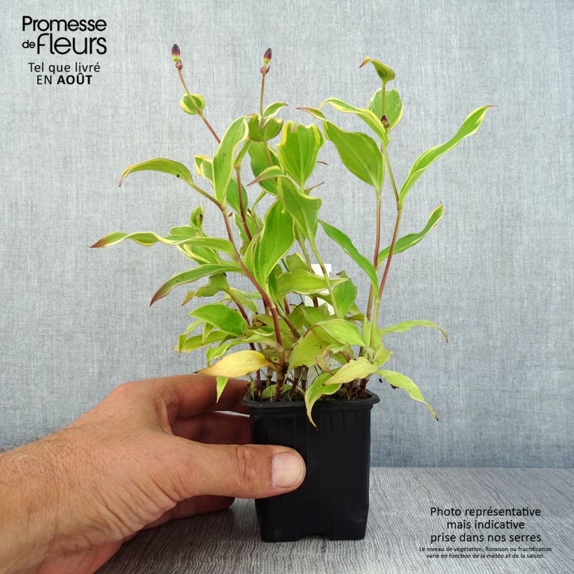Ejemplar de Tricyrtis formosana Autumn Glow - Lirio sapo Maceta de 8/9 cm entregado en verano