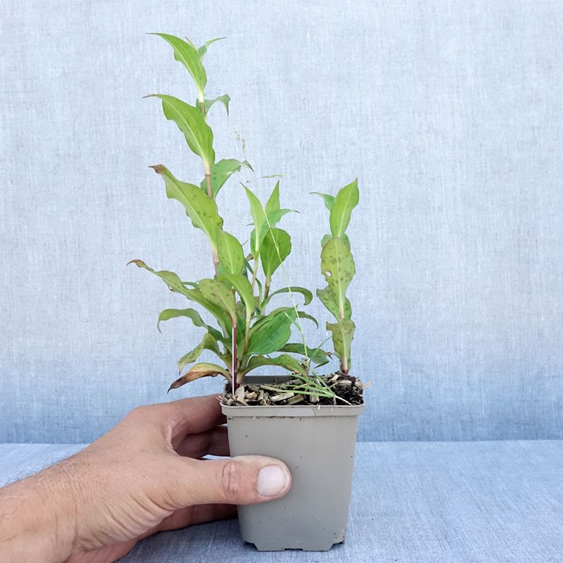Ejemplar de Tricyrtis formosana Dark Beauty - Lirio sapo Maceta de 8/9 cm entregado en verano
