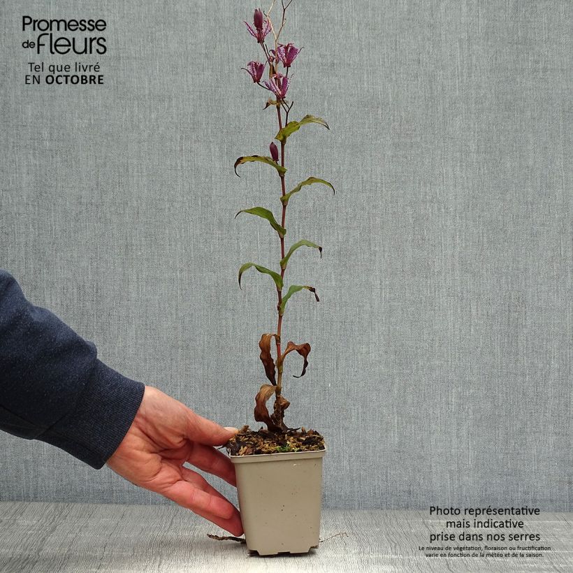 Ejemplar de Tricyrtis formosana Dark Beauty - Lirio sapo Maceta de 8/9 cm entregado en otoño