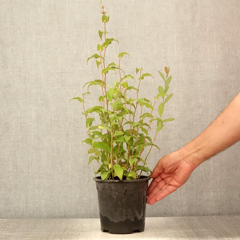 Ejemplar de Tricyrtis formosana Dark Beauty - Lirio sapo Maceta 2L/3L entregado en verano